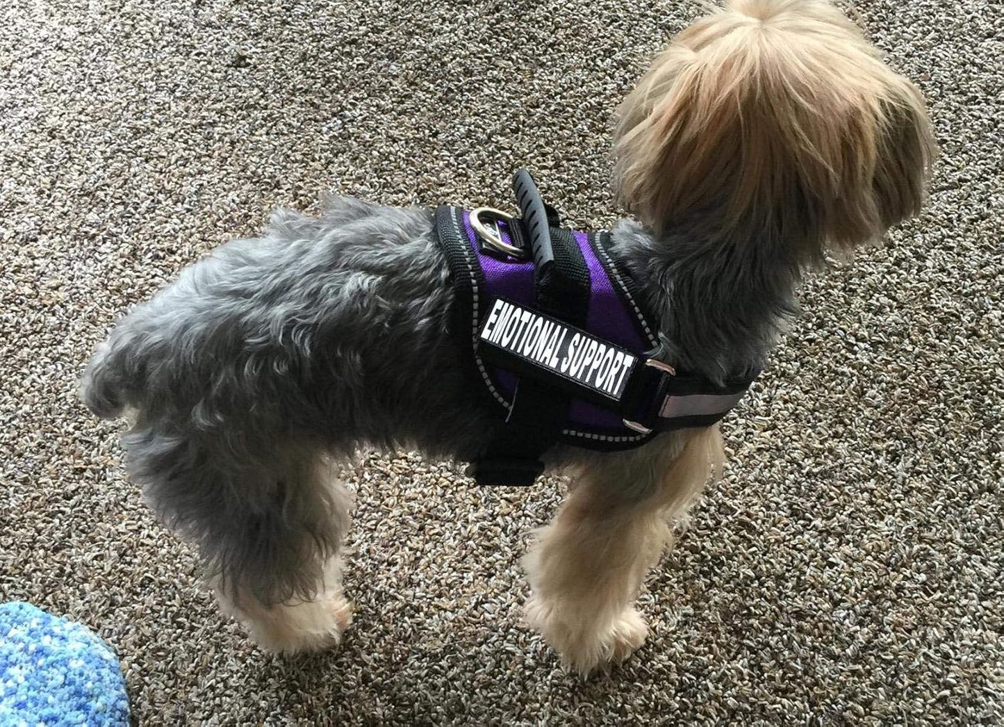 Emotional Support Dog Vest – Adjustable K9 Harness with Removable ESA Patches, Purple (Girth 12”-16”)
