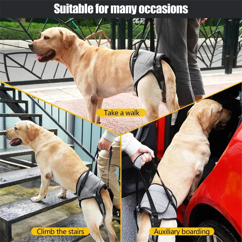 Adjustable Dog Lift Harness for Large Dogs – Soft Padded Rear Leg Support for Senior, Disabled, and Injured Dogs