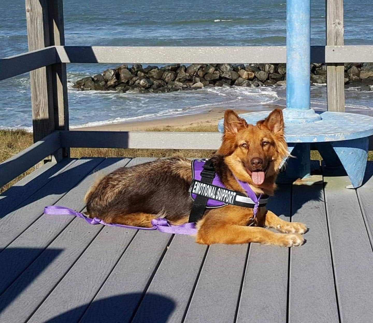 Emotional Support Dog Vest – Adjustable K9 Harness with Removable ESA Patches, Purple (Girth 12”-16”)