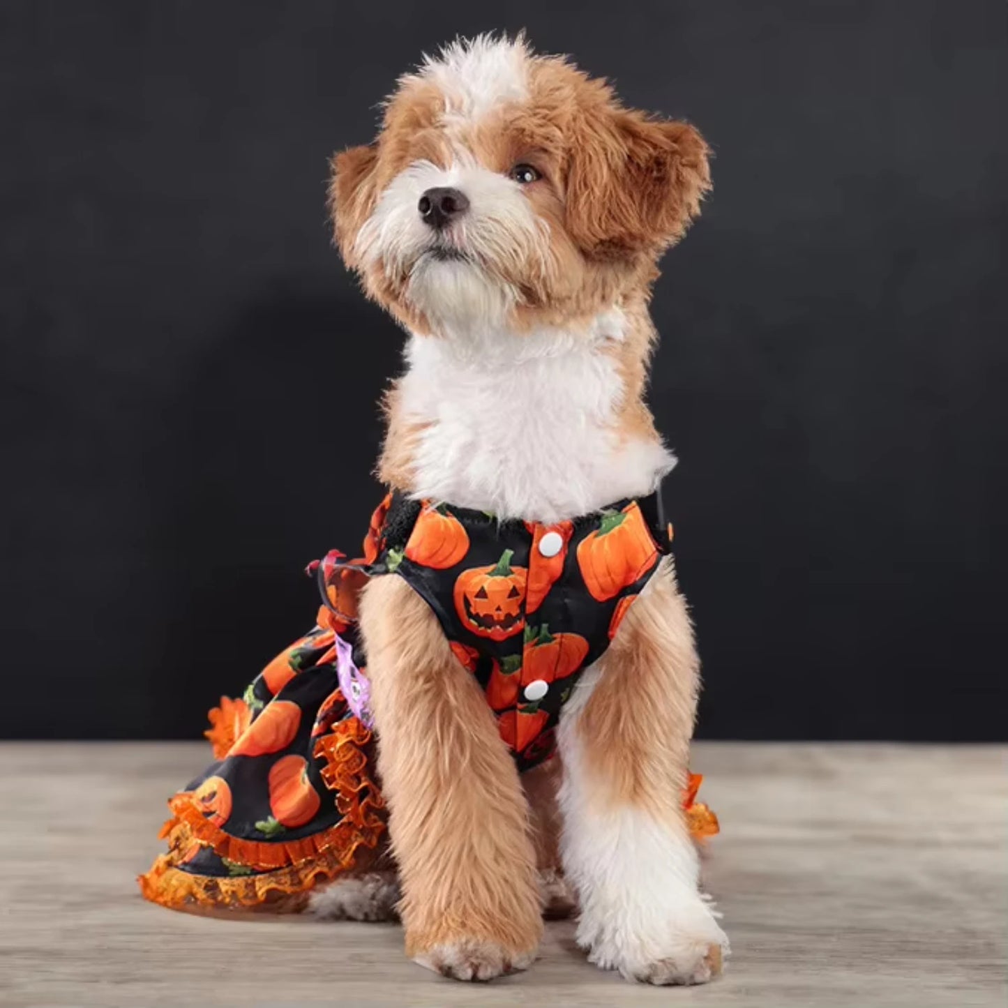 Halloween Dog Costume Dress – Pumpkin Skirt Outfit for Small Dogs | White Girl Dog Clothes for Halloween Parties