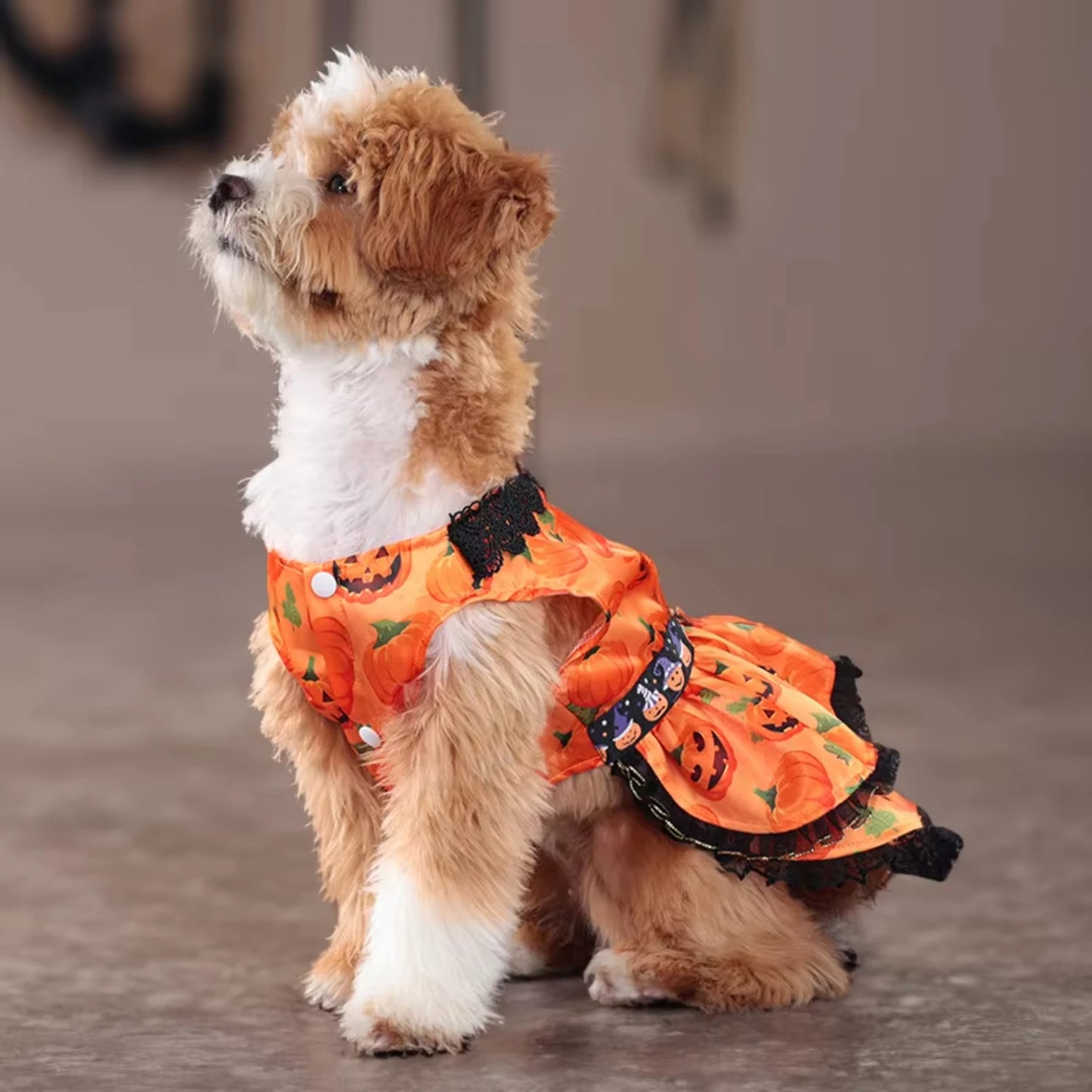Halloween Dog Costume Dress – Pumpkin Skirt Outfit for Small Dogs | White Girl Dog Clothes for Halloween Parties