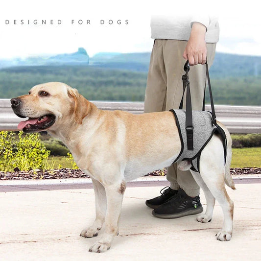 Adjustable Dog Lift Harness for Large Dogs – Soft Padded Rear Leg Support for Senior, Disabled, and Injured Dogs