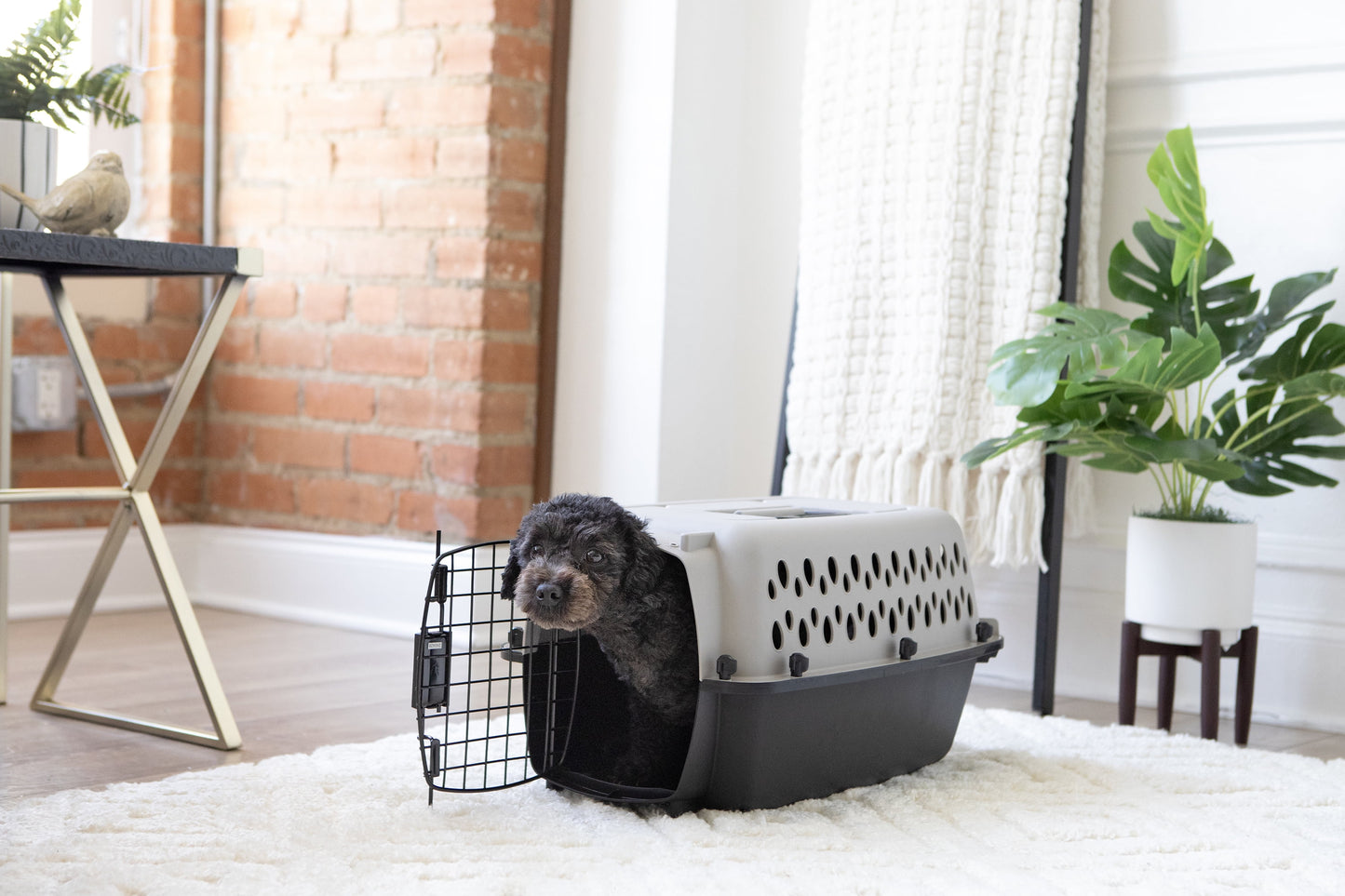 Portable Hard-Sided Dog Kennel – Travel Carrier with Metal Door, Black & Grey, for Pets up to 10 lbs
