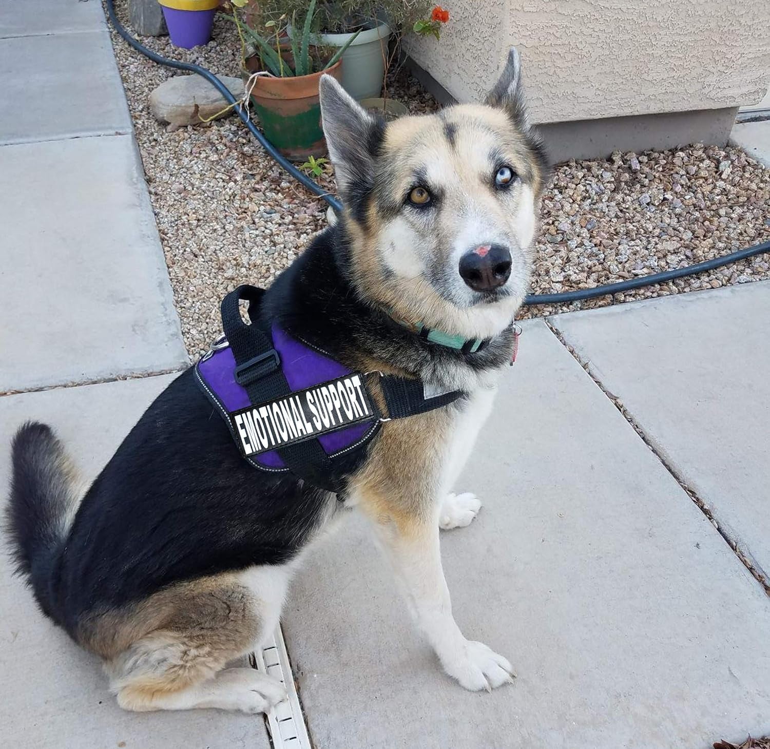 Emotional Support Dog Vest – Adjustable K9 Harness with Removable ESA Patches, Purple (Girth 12”-16”)